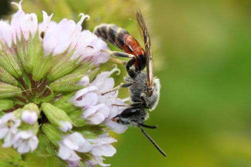 Réf. 268 951 : Lasioglossum calceatum